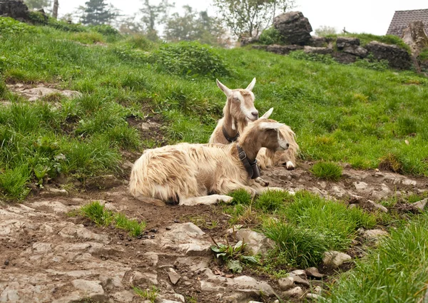 Twee mooie geiten in Zwitserse platteland — Stockfoto