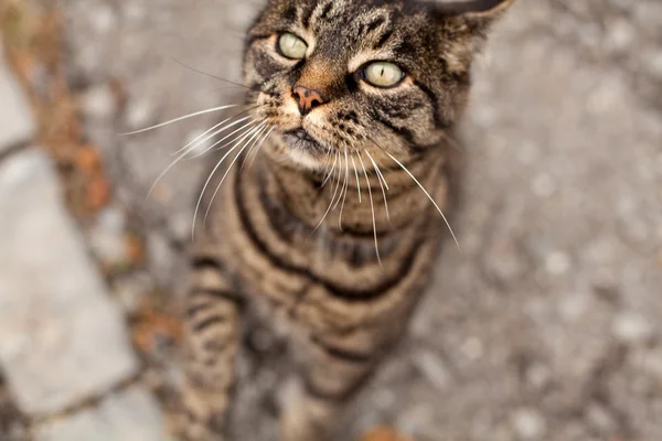 Cat schody na něco s obrovskýma očima — Stock fotografie