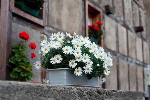 Casa parede decorada por flores — Fotografia de Stock