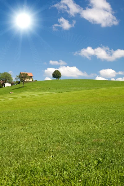 Countryside landscape with greeen grass, blue sky, beautiful clouds and a tree — Stock Photo, Image