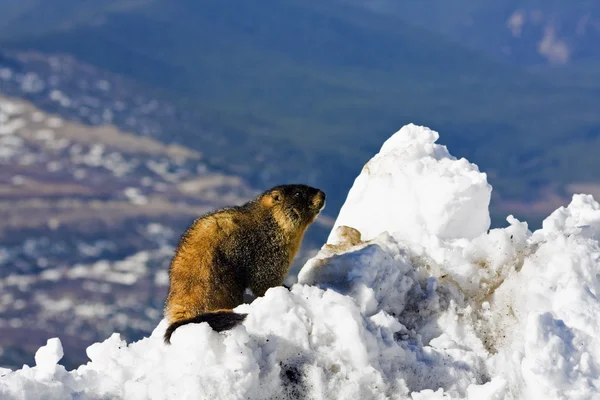 Marmot visto no topo do Monte Evans — Fotografia de Stock