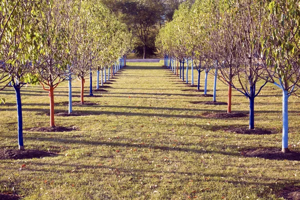 File di alberi nel parco — Foto Stock