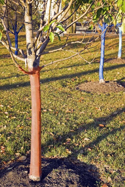Pohon muda — Stok Foto