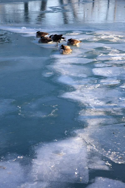Geese on Lake Michigan — Stock Photo, Image