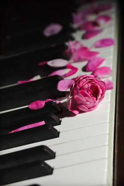 在钢琴键上的粉红色玫瑰花卉 — 图库照片