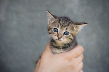 gri izole kadın elindeki küçük yavru kedi