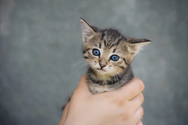 Kleines Kätzchen Frauenhand Isoliert Auf Grau — Stockfoto