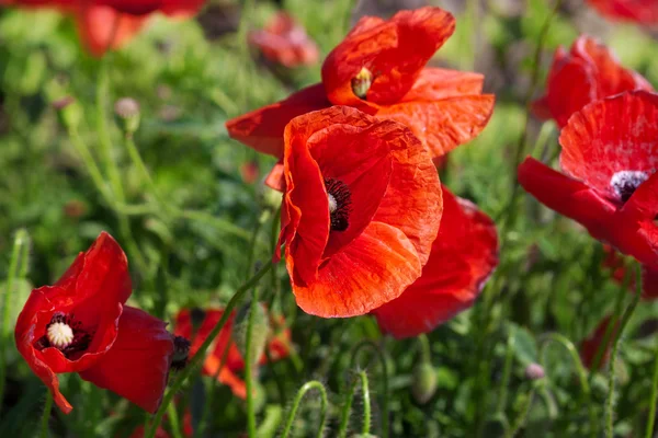 stock image Couple of large poppy flowers in meadow grass