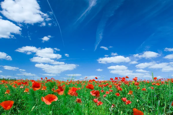 Poppy Flower Field Sunny Day Beautiful Cloudscape — Stock Photo, Image