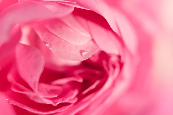 stock image Fragment of rose bloom with small water drops on it