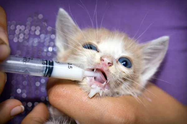 Feeding kitten from syringe with milk — Stock Photo, Image