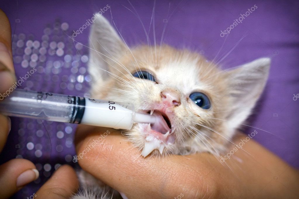 Feeding kitten from syringe with milk 