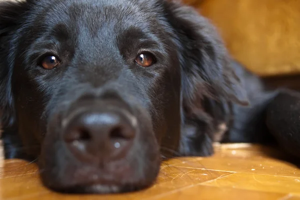 Черная Собака Лежит Полу Крупный План Глаза Наполовину Закрыты — стоковое фото