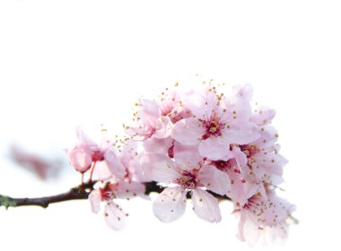 Blooming sakura tree branch in Redmond - 2011,5 clipart