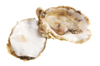 Oysters clipart