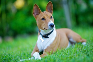 Basenji.