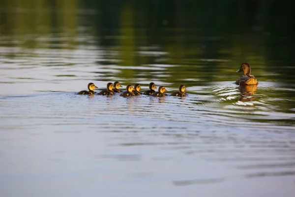 Pato e patinhos no lago — Fotografia de Stock