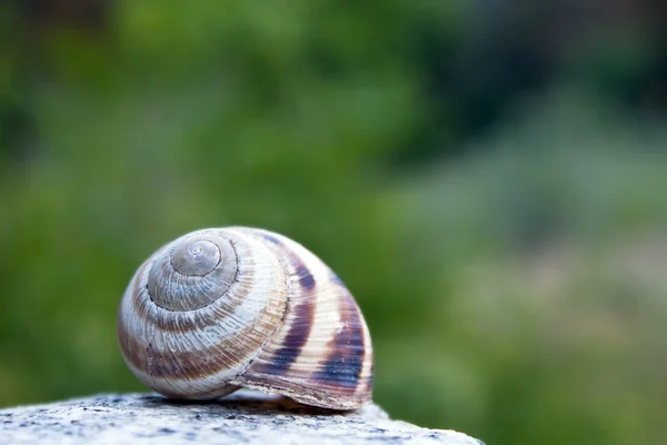 Stock image Big snail