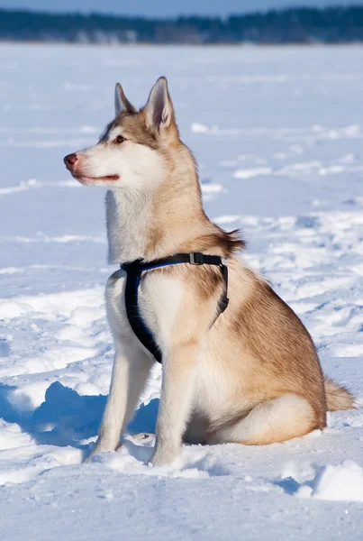 Husky sentado ao ar livre, inverno — Fotografia de Stock