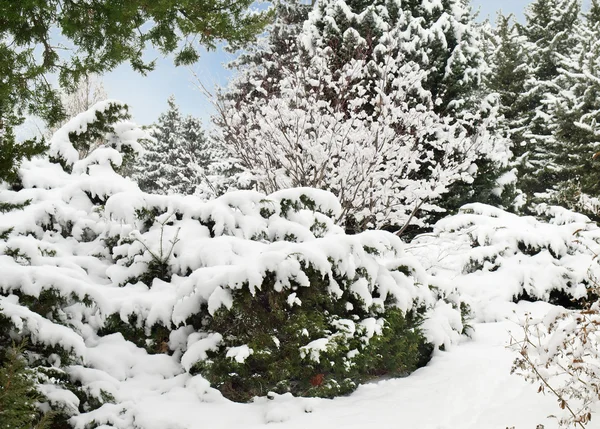 stock image Winter garden.