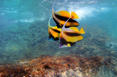 Pennant coralfish or bannerfish clipart