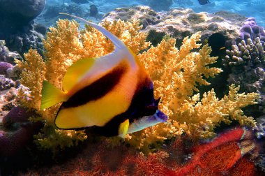 Pennant coralfish (bannerfish) clipart