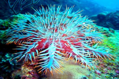 Crown-of-thorns starfish clipart