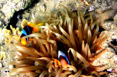 Tehlikede (amphiprion bicinctus)