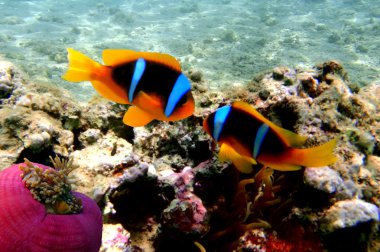 Tehlikede (amphiprion bicinctus)