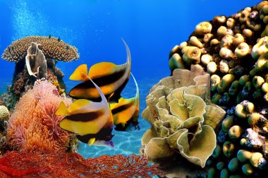 Photo of a coral colony and Bannerfish