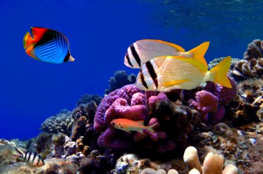Mercan resifleri ve tropik balıkların sualtı görüntüsü