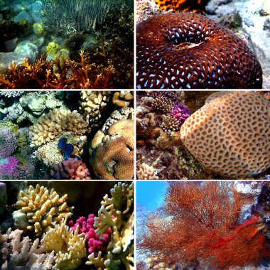 Set of 6 corals images clipart