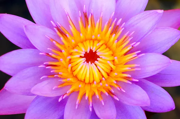 Närbild på en lila näckros — Stockfoto