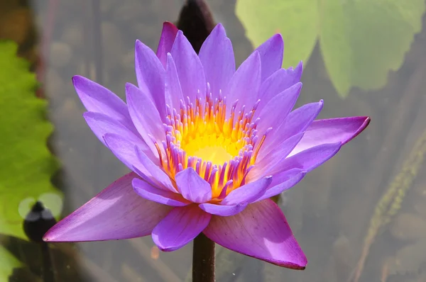 Close up van een paarse waterlelie — Stockfoto