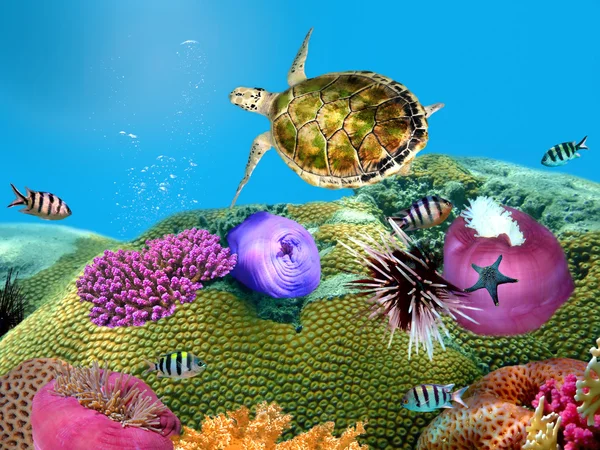 Зеленая черепаха под водой на кораллах — стоковое фото