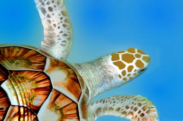 Groene zeeschildpad — Stockfoto