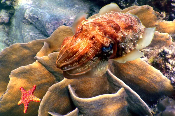 Cuttlefish (Sepia officinalis) — Stock Photo, Image