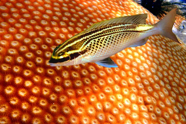 Stock image Bluestreak cleaner wrasse