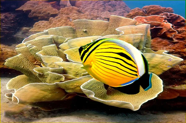 Полип-бабочка и мягкие кораллы — стоковое фото