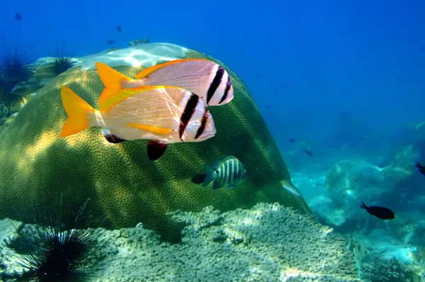 Doublebar 도미와 산호 — 스톡 사진