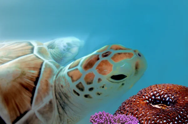 Nieuwsgierig uitziende schildpad — Stockfoto