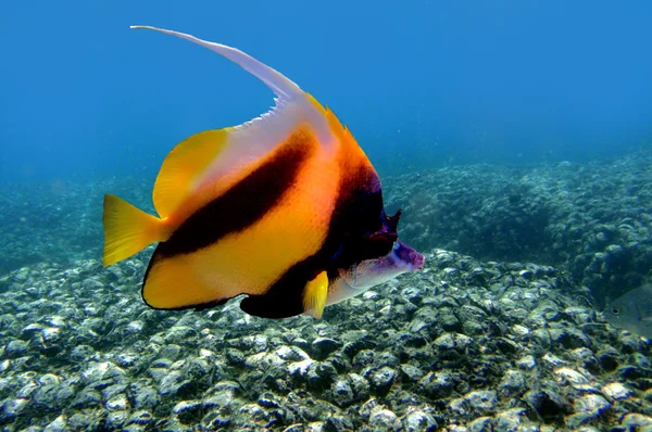 Coralfish praporek (Heniochus acuminatus) — Stock fotografie