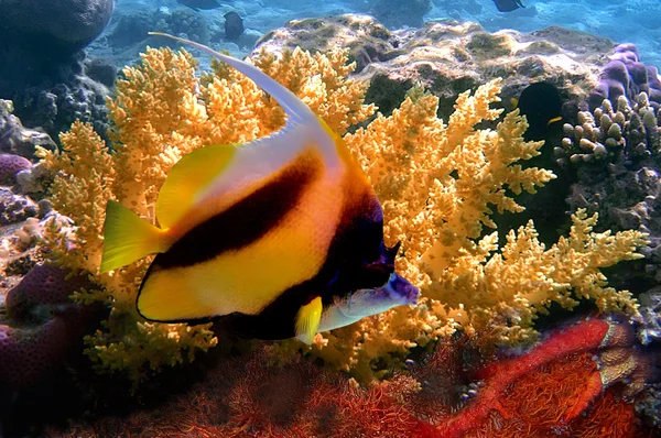 Pesce corallo pennuto (bannerfish ) — Foto Stock