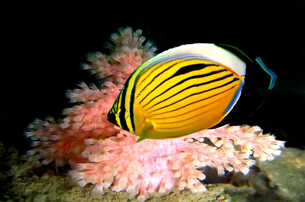 Polip butterflyfish — Stok fotoğraf