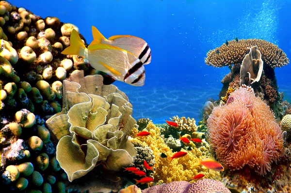 Foto di una colonia di coralli — Foto Stock