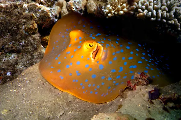 Blue Spotted Ray — Stockfoto