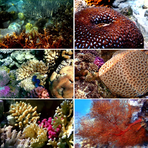 stock image Set of 6 corals images