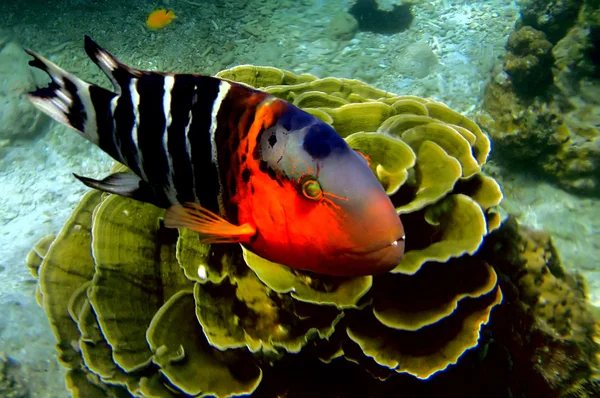Redbreasted wrasse — Stock Photo, Image