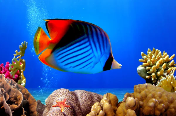 Pesce farfalla e barriera corallina — Foto Stock