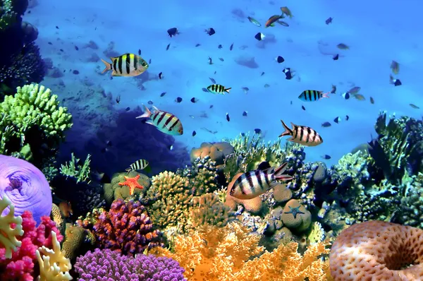 Korallenriff Stockbild